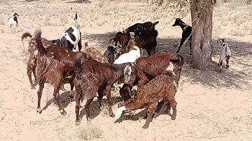 The Future of Goat Feeding?
