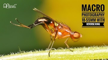 Reverse ring with 18-55mm lens Macro Photography