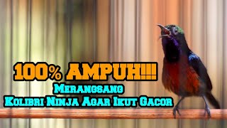 100% AMPUH!TERAPI KONIN AGAR GACOR COCOK BUAT PANCINGAN KOLIBRI NINJA