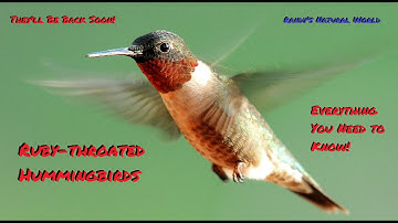 The Ruby-throated Hummingbird: Everything You Need to Know