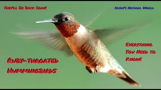 The Rubythroated Hummingbird: Everything You Need to Know