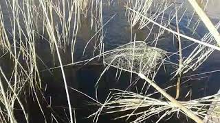 Sixteen Pound Fishing Catch In Kastoria Lake