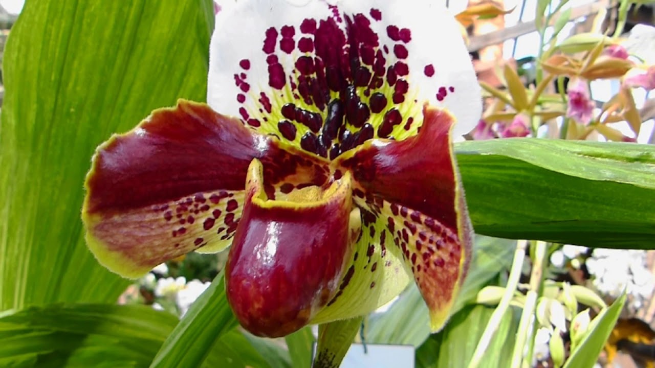 Die Schonsten Orchideen Der Welt F 316 Hd Youtube