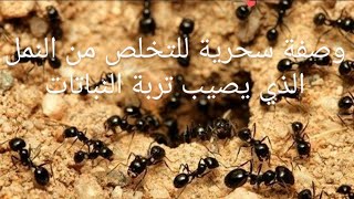 وصفة سحرية للقضاء على مشاكل النباتات والتخلص من النمل داخل الاصيص بثلاث طرق قوية وآمنة وفعالة