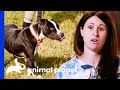 Scared Dog Makes Things Difficult For His Rescuers | Pit Bulls & Parolees