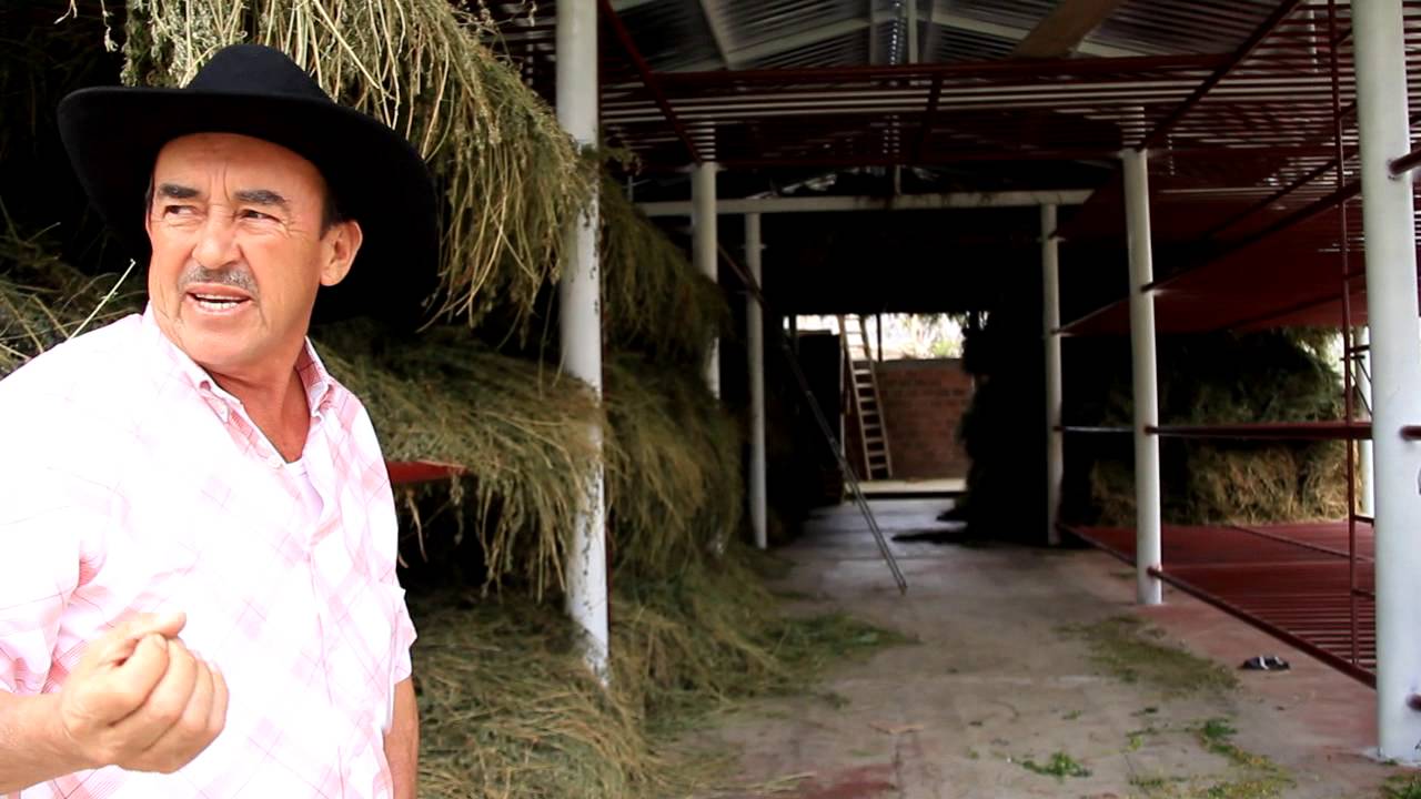 PRODUCCIÓN DE ALFALFA EN SAN JOSÈ DE CHEVA