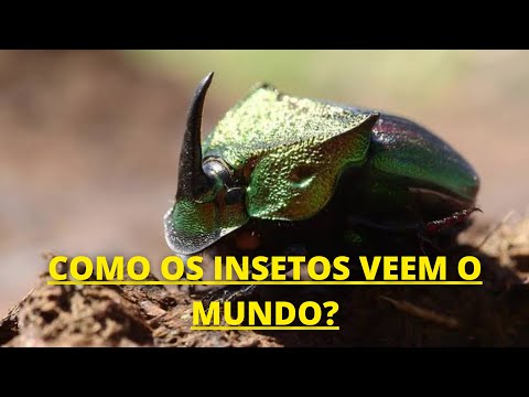 Vídeo: O que são ninfas de insetos assassinos: identificando ovos de insetos assassinos no jardim