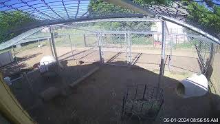 Growing Gardens Goat Dairy Live Stream