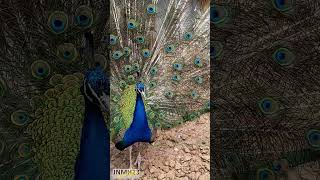 White and Blue Indian Beauty #nature #birds #shortvideo #shortsfeed