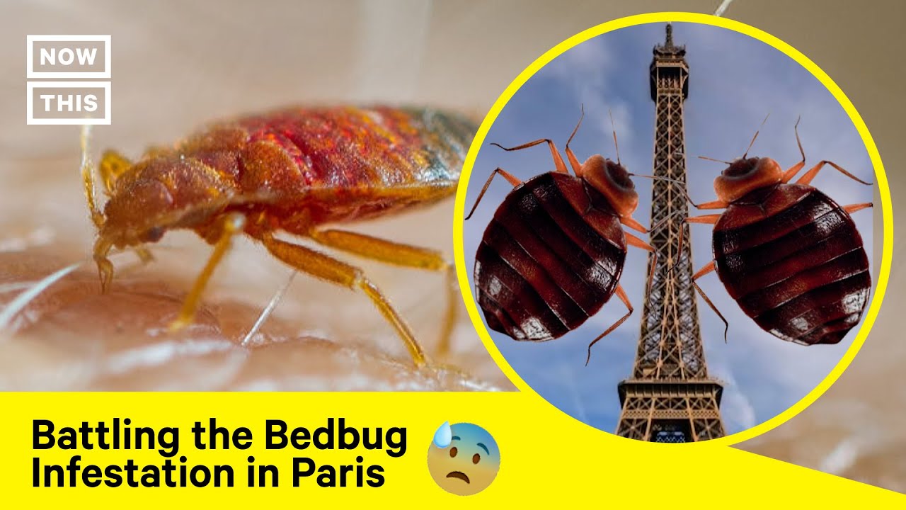 travelling to paris bed bugs