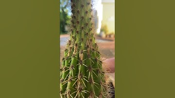 Cactus ASMR…  #cactus #plants #asmr #trending