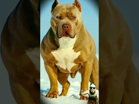 يعتقدون بعض الحمقى ان كلب البيتبول سيهزم ملك الغابة الأسد