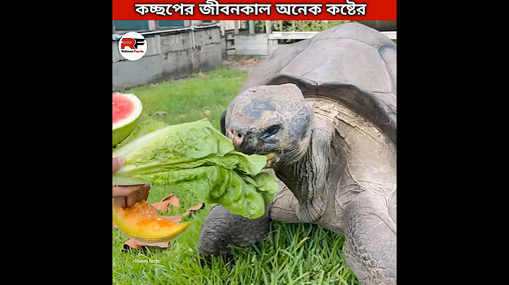 Baby turtle hard life journey 🐢