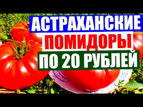 Video: Varietas Tomat Yang Menarik, Paprika Panas Dan Manis
