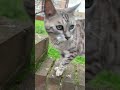 A stroll with my Adventures cats 