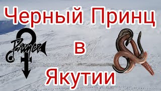 видео: Черный Принц в Якутии картинка: Черный Принц в Якутии