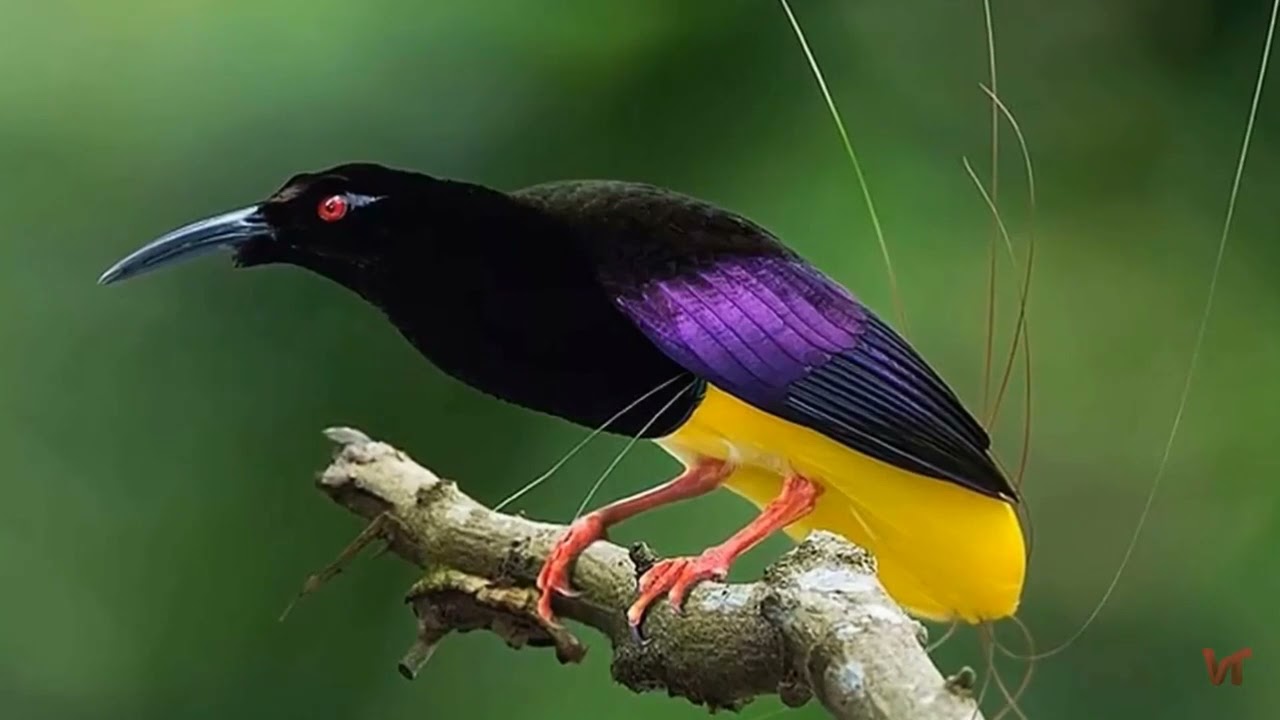 Нитчатая райская птица (лат. Seleucidis melanoleucus)