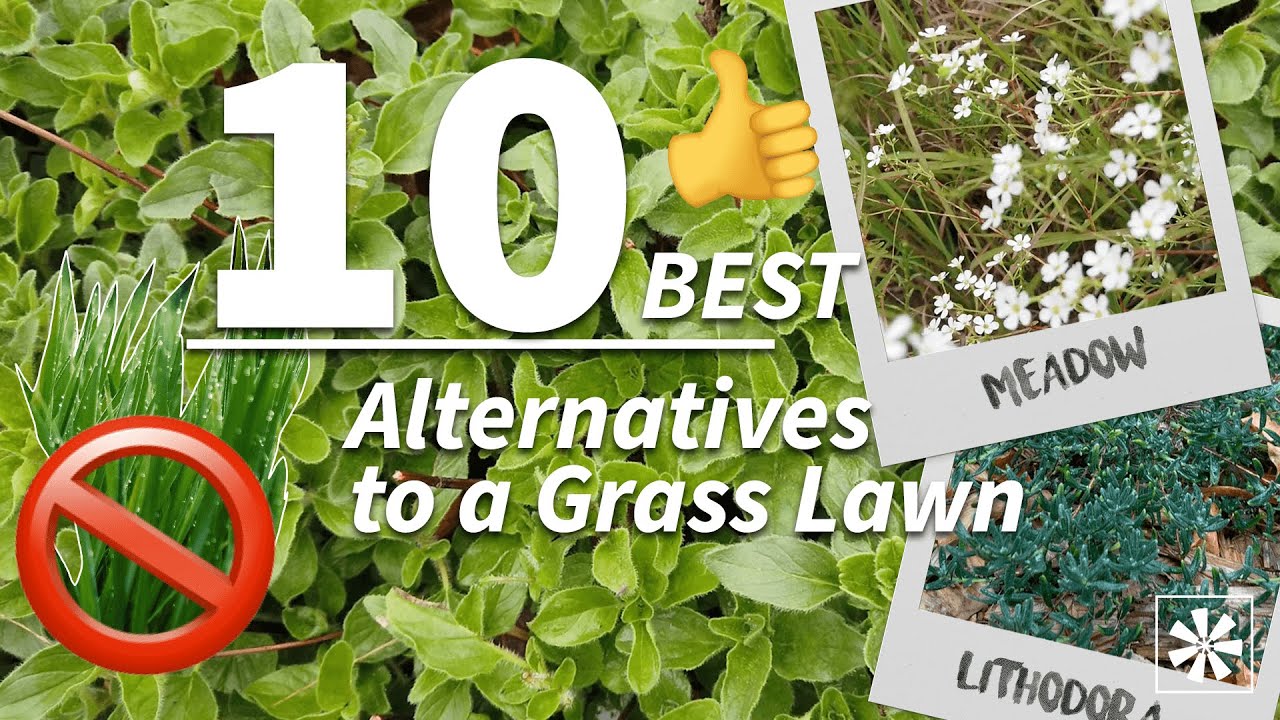 Moss Lawn: Everything You Need to Know About Growing This Sustainable  Alternative to Grass