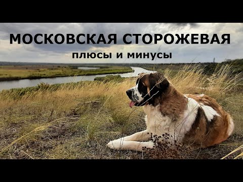 МОСКОВСКАЯ СТОРОЖЕВАЯ собака. Плюсы и минусы породы MOSCOW GUARD DOG