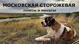 :   .     MOSCOW GUARD DOG