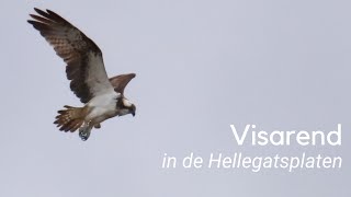 Visarend in de Hellegatsplaten #1226