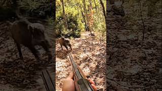 Epic Wild Boar Hunting 🎯🐗 | Perfect Shot &amp; Intense Action#challenge#chase#wildlife#hunting 🎯