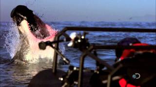 Shark Week - Sunday Show Me Your Teeth