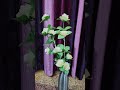 #handmade#flowers#shortsvideo #