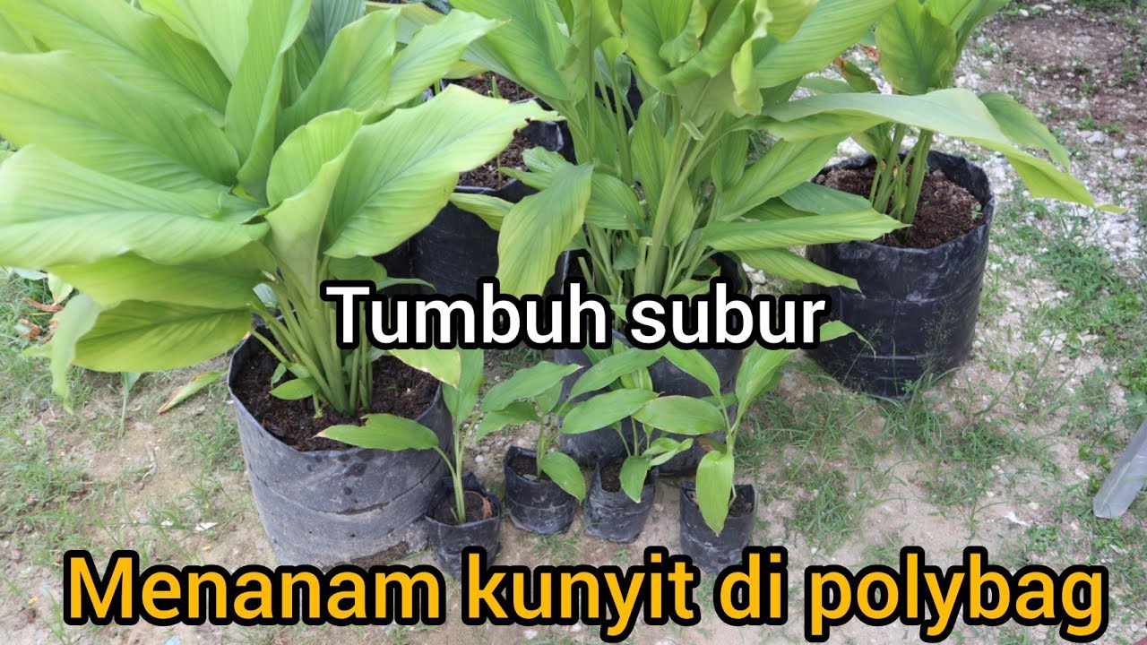 Cara menanam kunyit di Polybag 