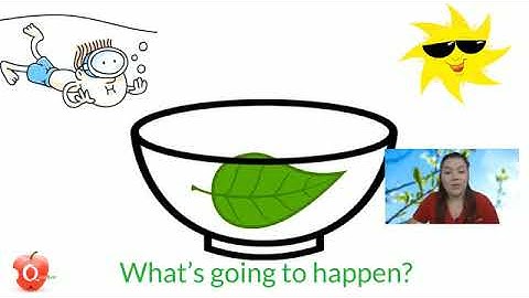 How do leaves breathe?