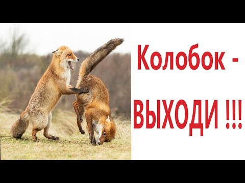 Лютые приколы. КОЛОБОК - ВЫХОДИ!!! Тест на психику! Попробуй не засмеяться! – Domi Show!
