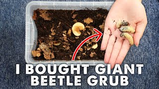 Meet My New Pet GIANT Fruit Beetle GRUB | Setting Up My Pachnoda Marginata Tank