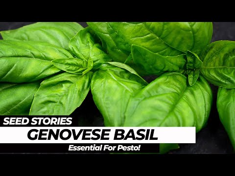 SEED STORIES | Genovese Basil: Essential For Pesto!