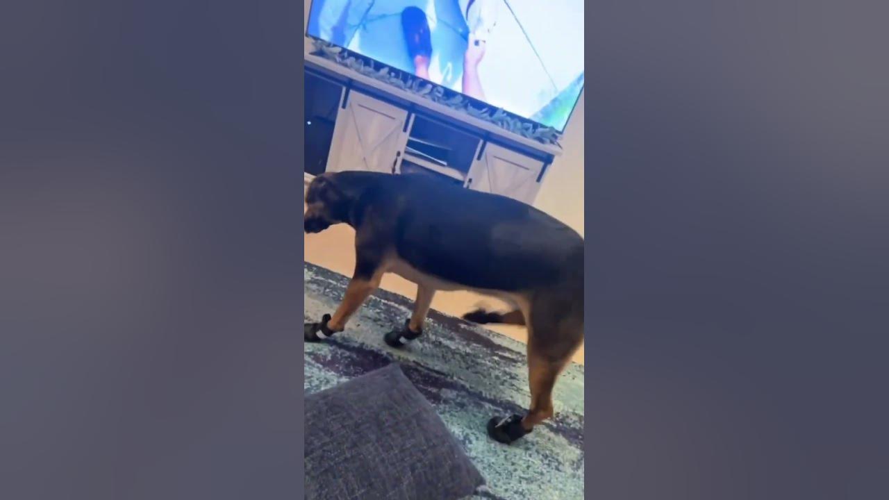 Letting my dogs get use to snow shoes😂 YouTube