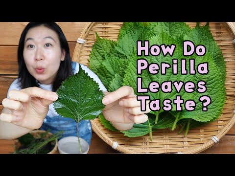 Korean Leaves To Eat