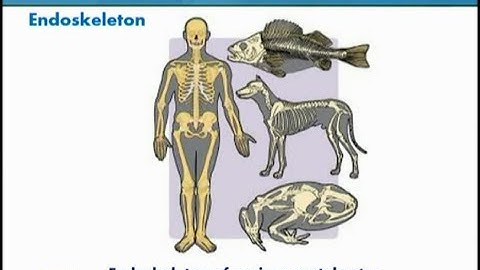 Skeletal System of Vertebrates | Animal Form & Function 1 (Theory) | ZOO516T_Topic016