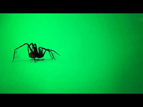 Spider GREEN SCREEN Jump Scare Chroma Key