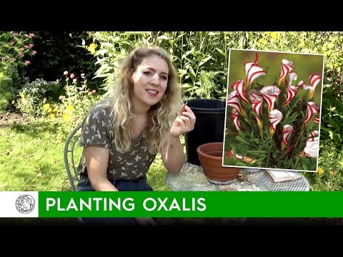 Video: Oxalis Tai Perhonen