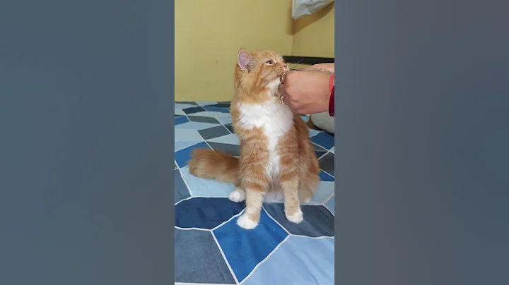 Video 10543571: persiancat cats funnycats, persiancat funny cat cute, persiancat cat love