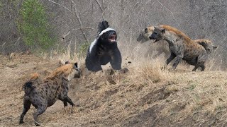 Он вам не БАРСУК А РАТАЙ! МЕДОЕД ПРОТИВ змей , леопардов, львов и других хищников! Медоед в деле!