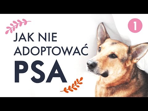 Wideo: Nie Możesz Kupić Miłości, Ale Możesz Adoptować Psa