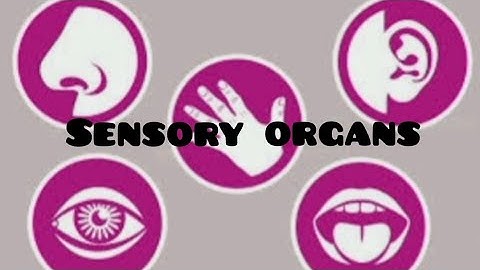 Environmental studies (STD:3) ch. no.16 - Sensory organs @shalybenny610
