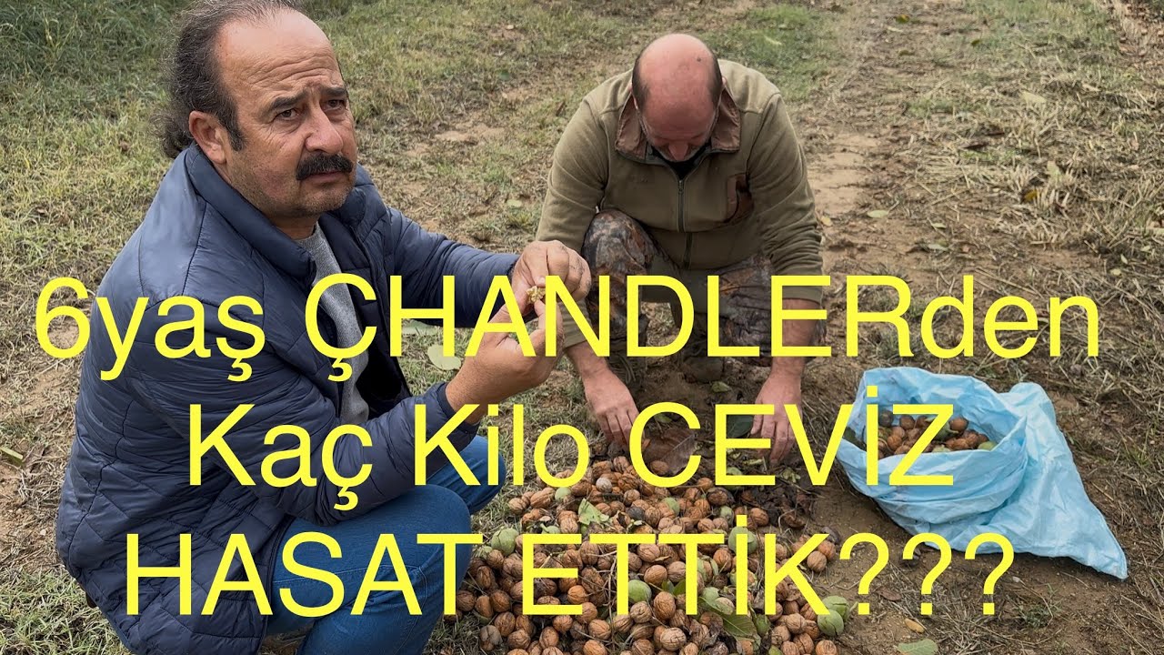 6yaş ÇHANDLERden  KAÇ KİLO CEVİZ HASAT ETTİK. Ceviz Adam Ahmet. #ceviz #walnut