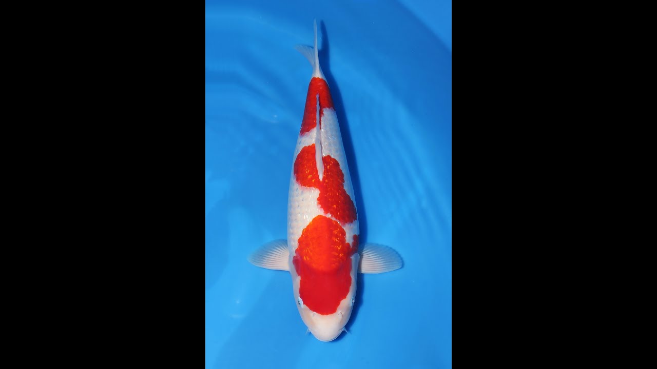 錦鯉/坂牧養鯉場 銀鱗紅白♀49㎝/仙助 - YouTube