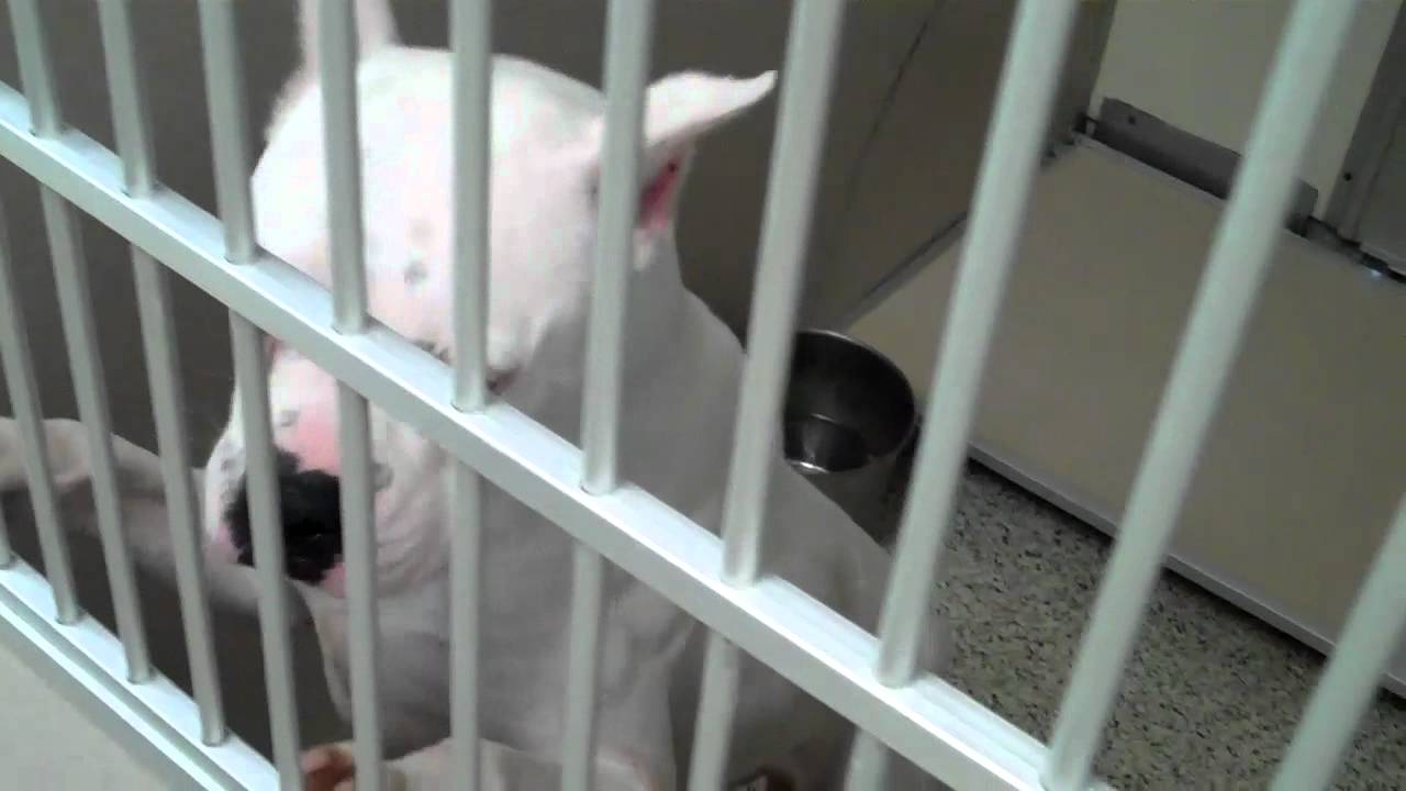 Oscar kennel YouTube