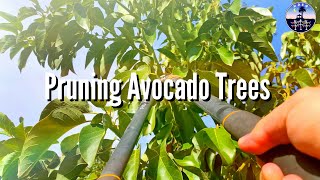 Pruning Avocado Trees (High Density Espalier Gardener)