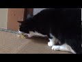 ゲロをする猫cat throwing up