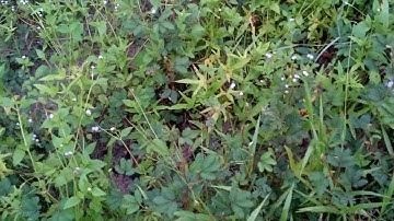 Cây mắc cỡ - Cây trinh nữ - giảm đau, giải độc, đau xương khớp,... Nhận dạng cây thuốc