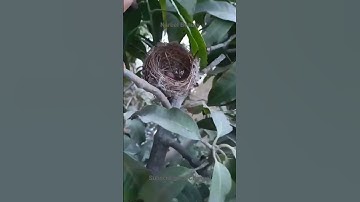 Birds Make Nest on Mango Tree & lied Eggs. #subscribetomychannel #birds #eggs #nest #viral #shorts