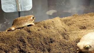 Run走るThe Rain Frog. アメフクラガエル Prince Akubi. あくび王子